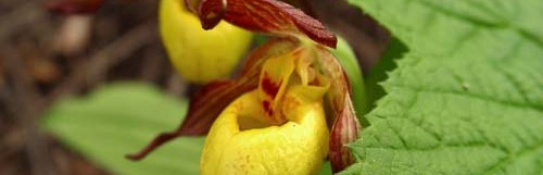 Yellow Lady’s Slipper