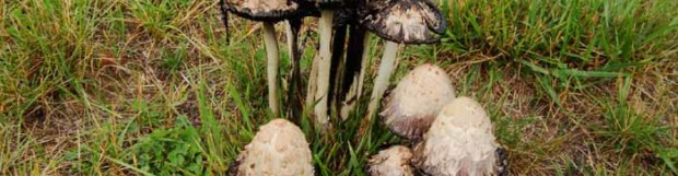 Fall Mushrooms
