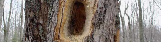 The work of a Pileated Woodpecker