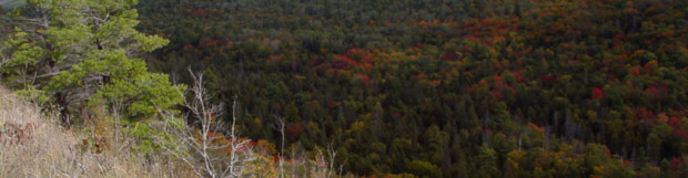 Fall Color Progression