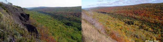 Color ~ Compared to last year