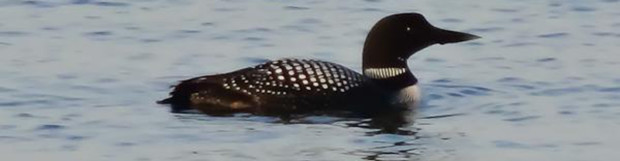 The Loons are back in Copper Harbor